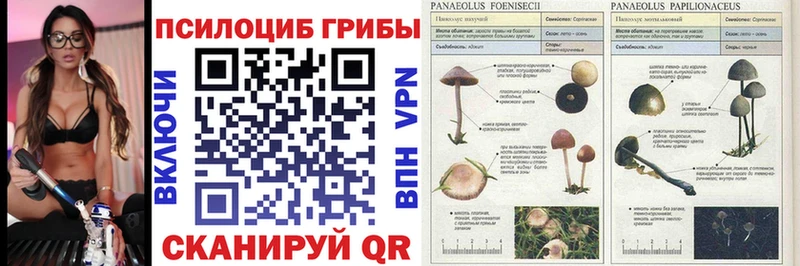 кракен маркетплейс  Сухиничи  Галлюциногенные грибы MAGIC MUSHROOMS  где можно купить наркотик 